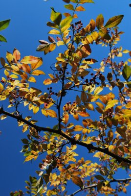Zanthoxylum simulans - žlutodřev čínský - podzimné větévka s plodenstvím (2)